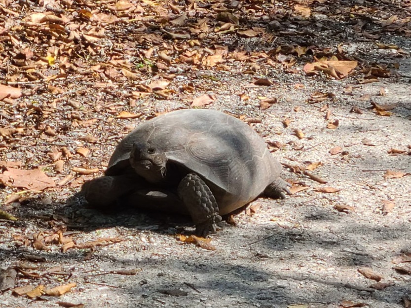 Turtle in Lovers Key State Park