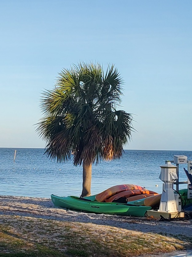 Palm and boats on Lil Shark Park Beach