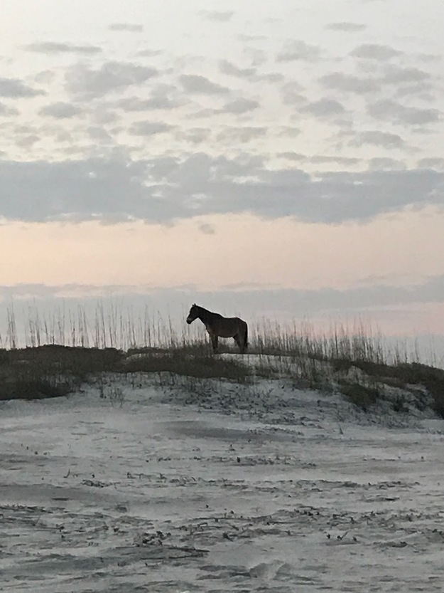 Horse on Stafford Beach