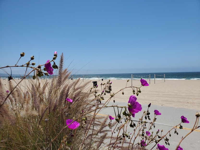 Flowers on Manhattan Beach California