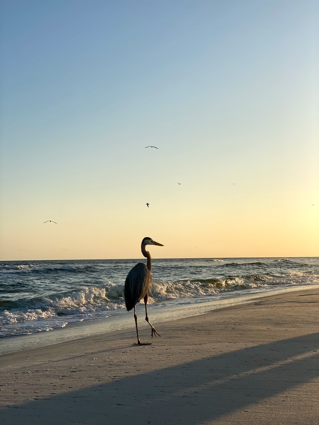 Bird on Perdido Key Beach, Florida