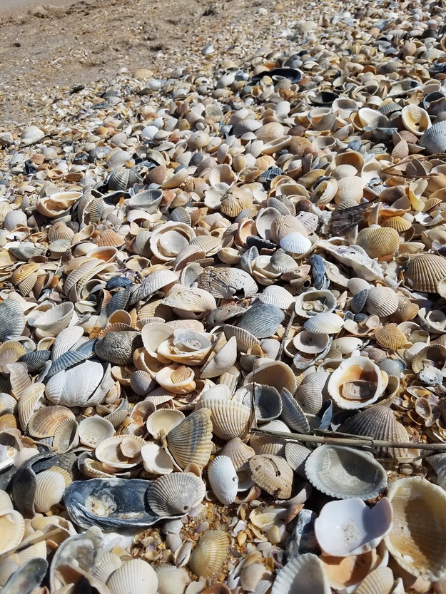 Shells on South Ponte Vedra Beach