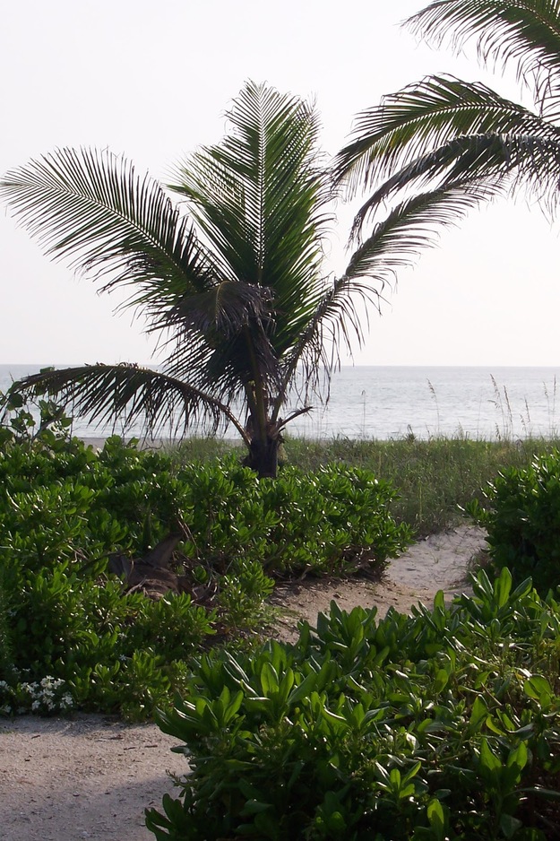 Palm on Captiva Island Beach