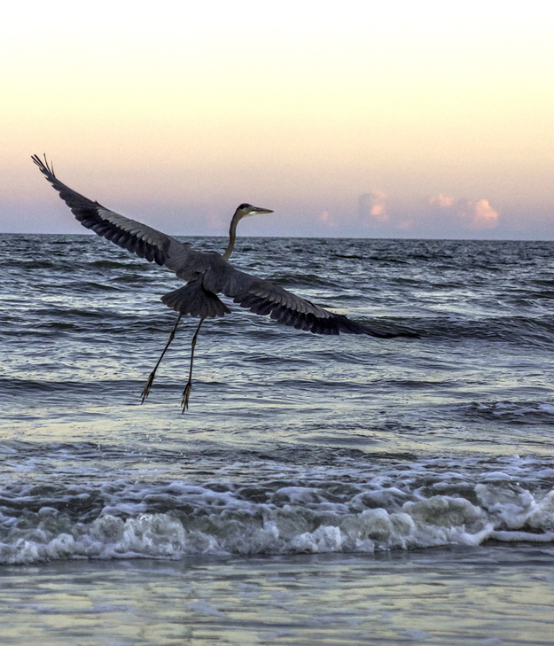 Large bird flying over the sea