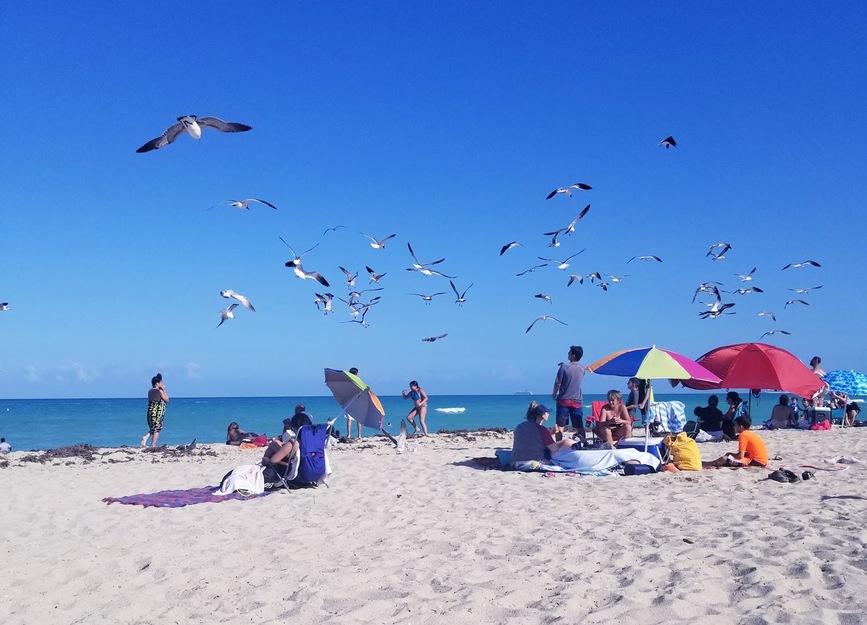 Birds on the beach