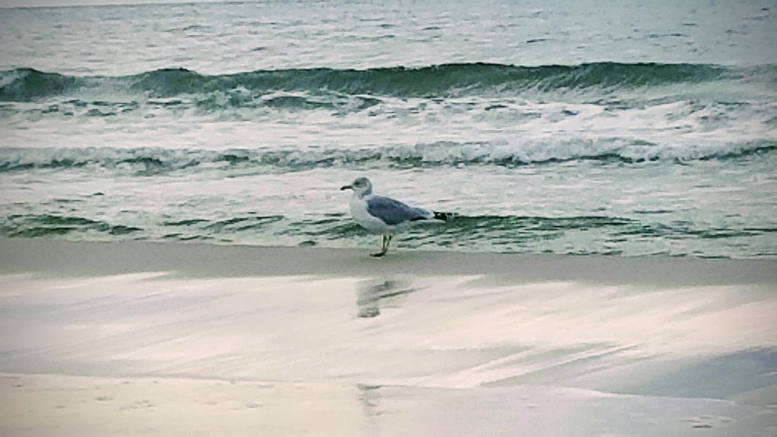 Seagull near the water