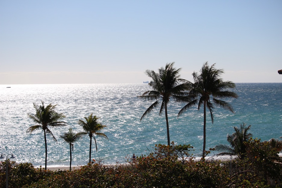 Beach palms