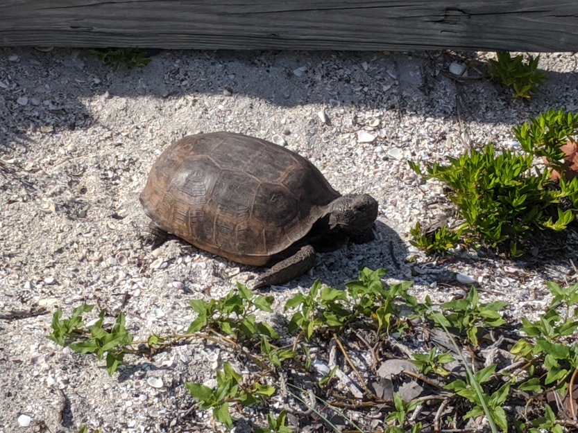 Turtle in Stump Pass Beach State Park
