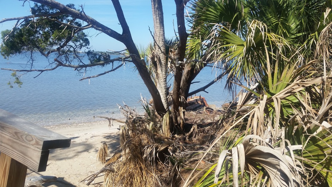 Palms on Atsena Otie Key Beach
