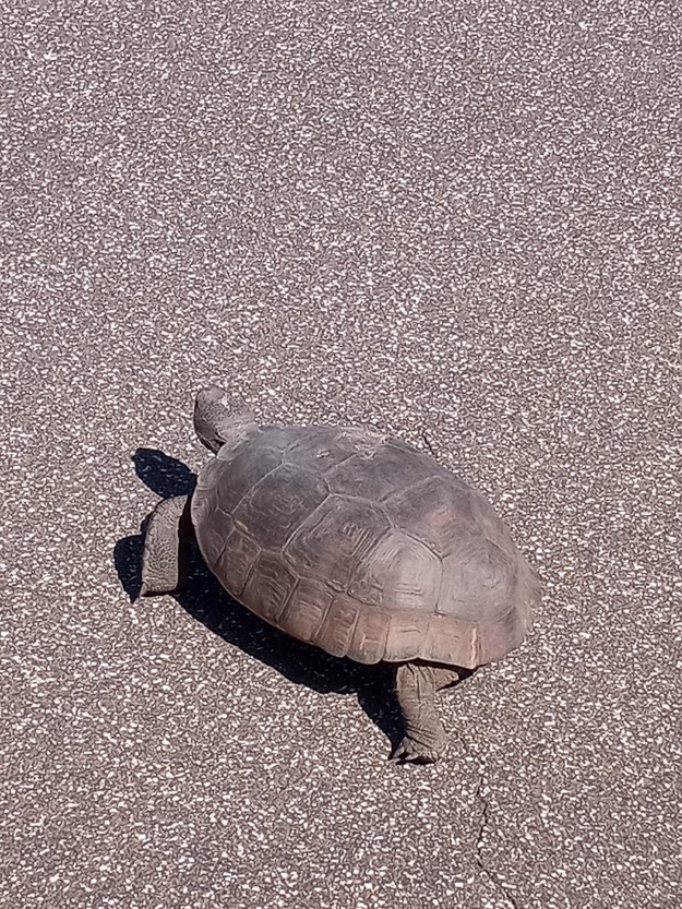 Turtle on Canaveral National Seashore Beach