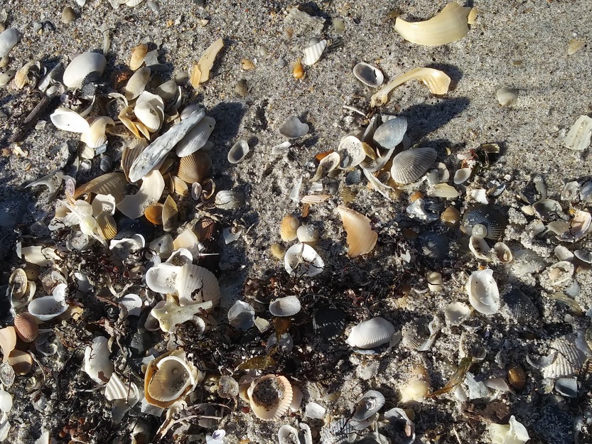 Shells on Spessard Holland North Beach, Florida