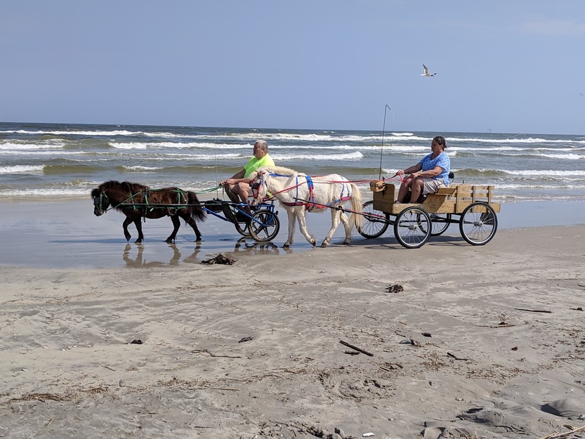 Horse carts on Whitecap Beach