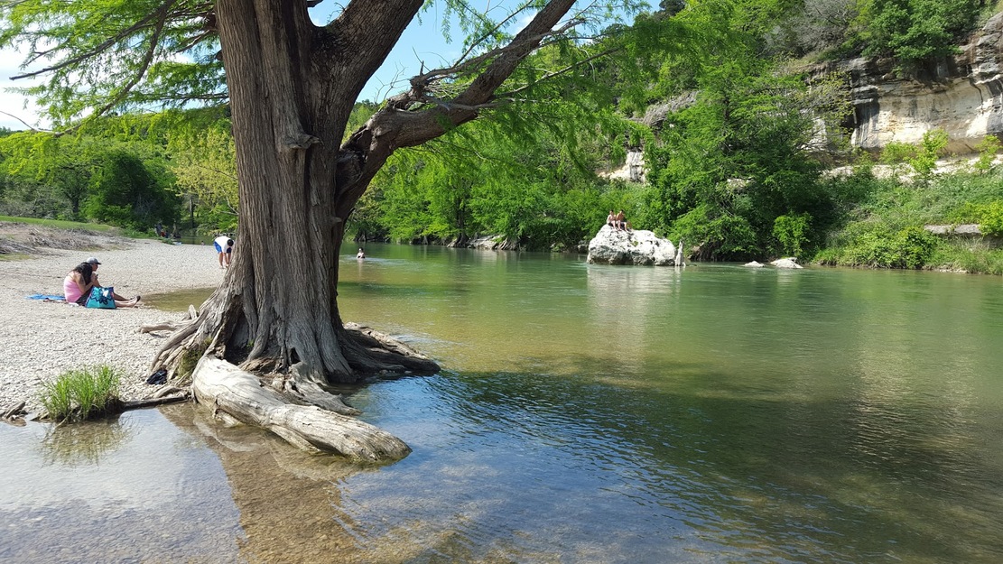 Tree over the Guadalupe river