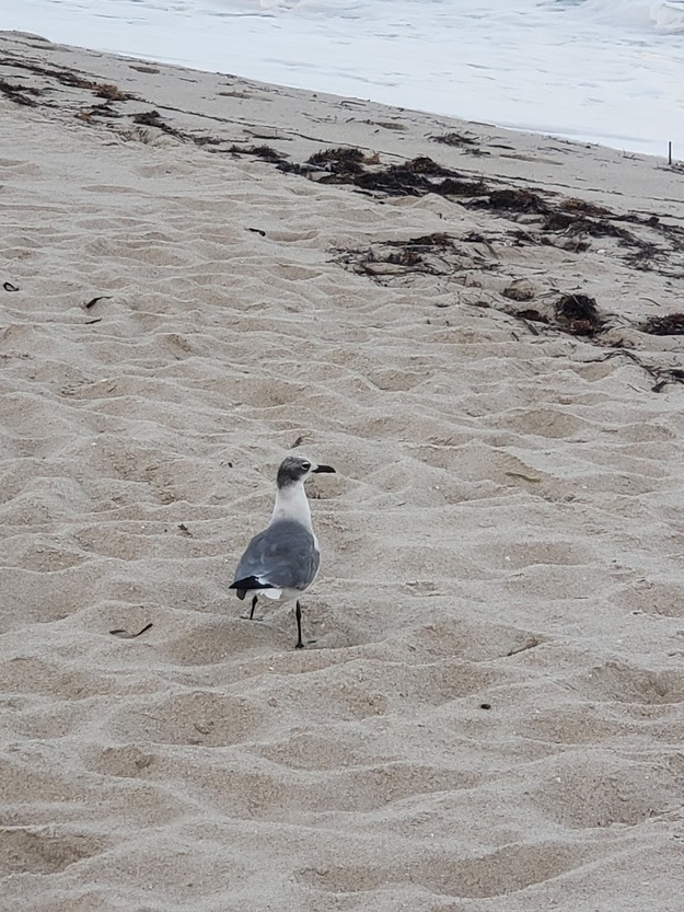 Seagull on the sand