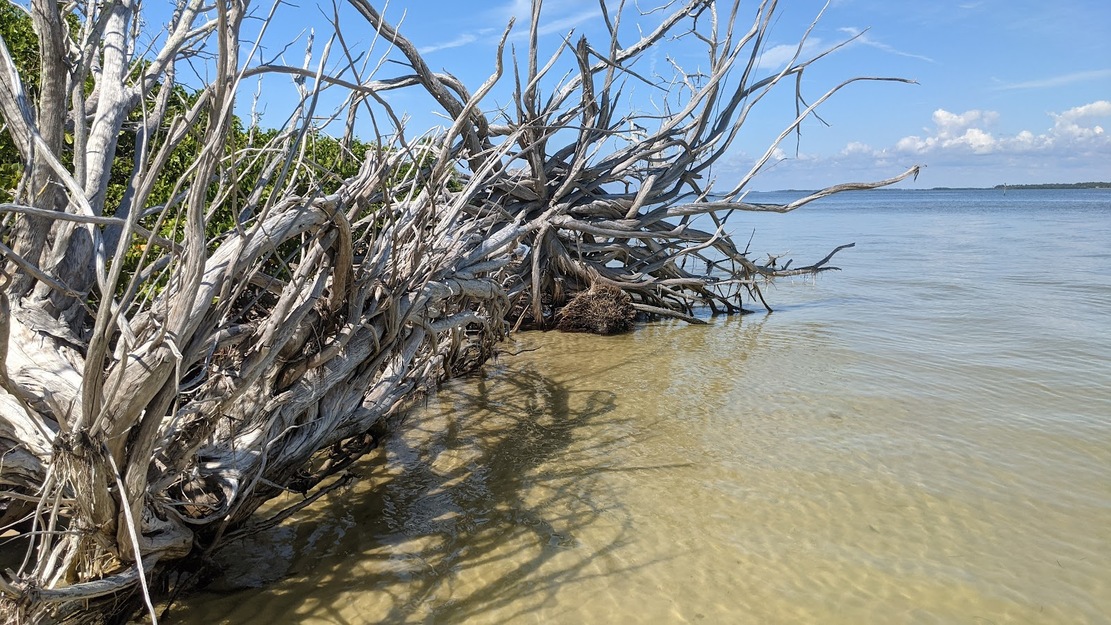 Driftwood on Cedar Keys National Wildlife Refuge Beach