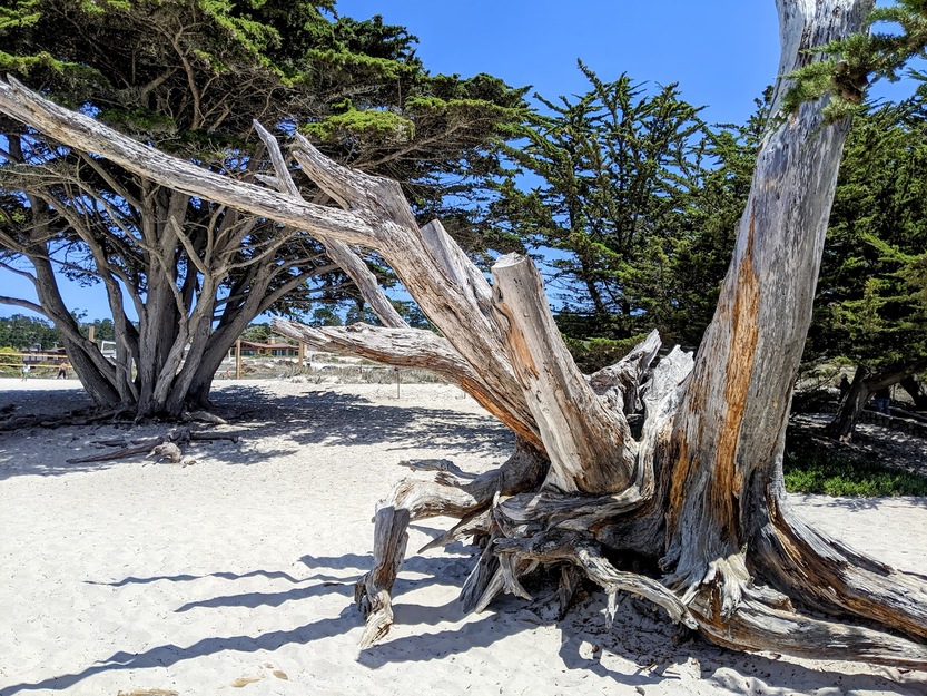 Driftwood on Carmel Beach CA