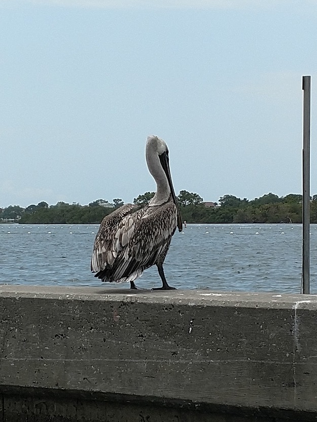 Bird on Anclote River Park Beach, FL