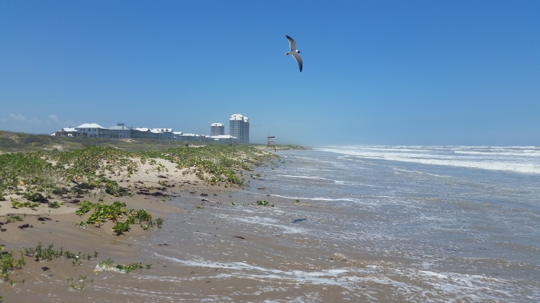 Seagull over the Beach
