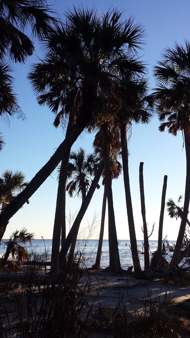Palms on Boneyard Beach Bulls Island
