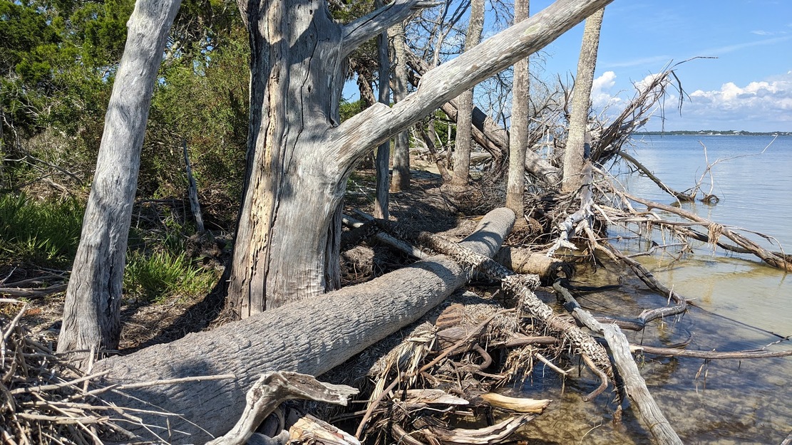 Driftwood on Seahorse Island Beach (Cedar Keys National Wildlife Refuge), FL