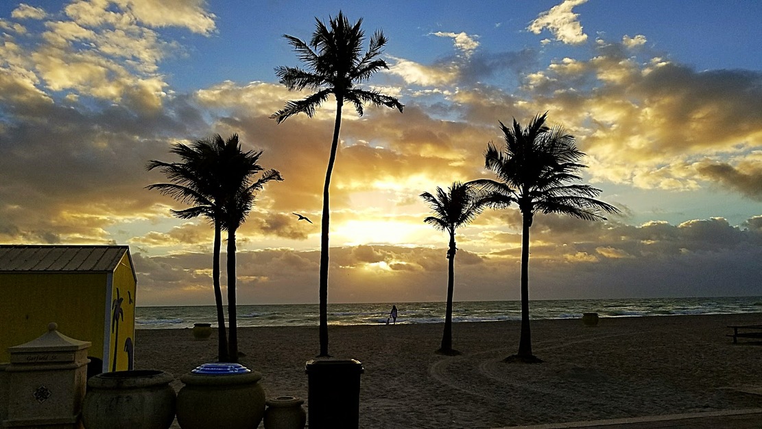 Beach palms at dawn