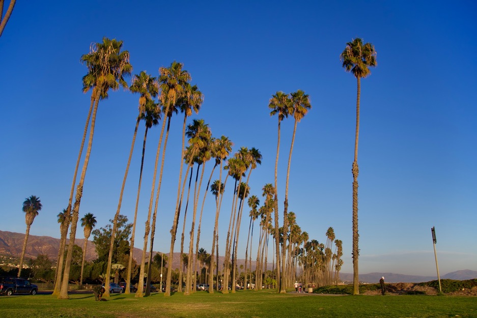 Palms near East Beach in Santa Barbara, CA