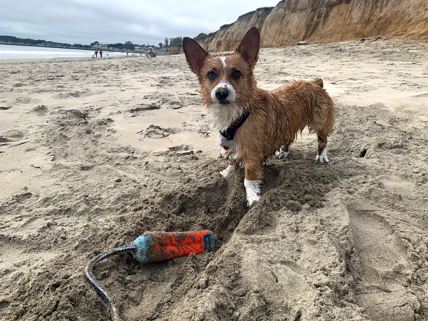 Dog on Miramar Beach in Half Moon Bay California