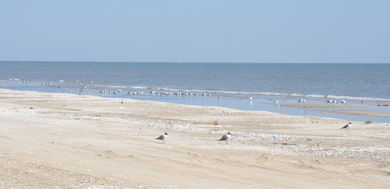 Lots of seagulls