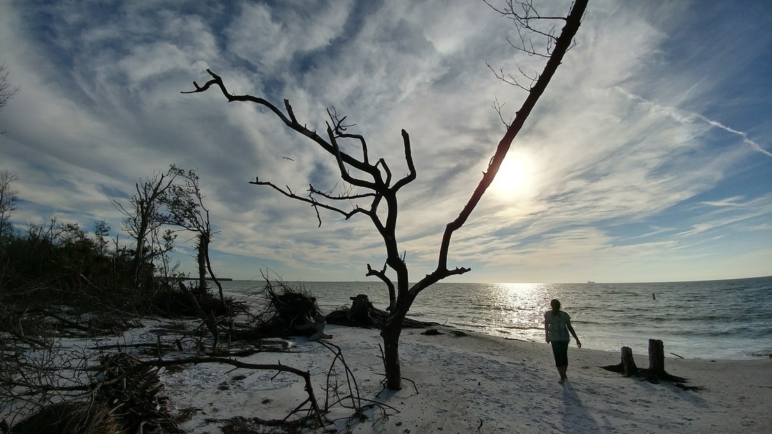 Driftwood on the beach