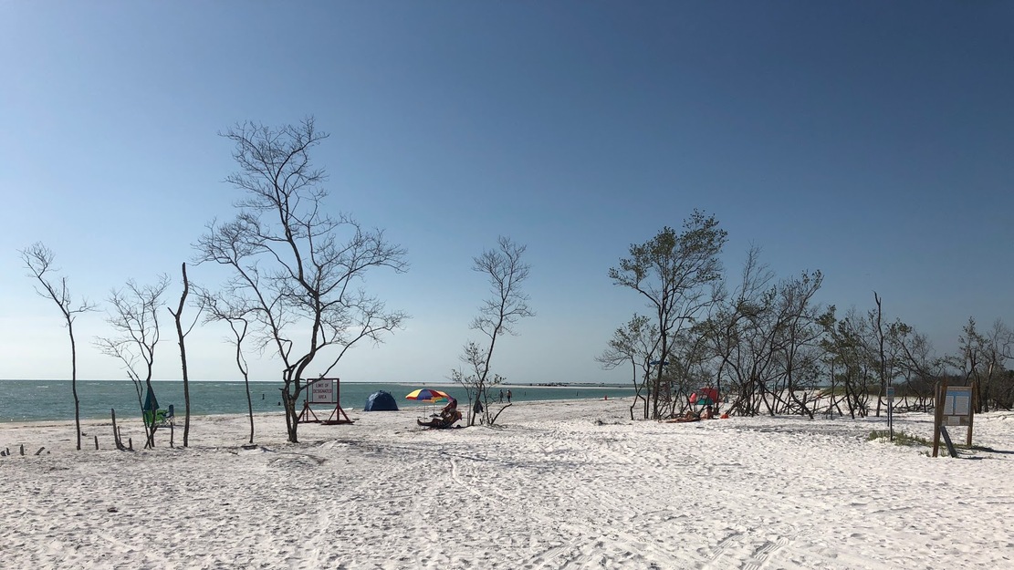 Trees on the beach