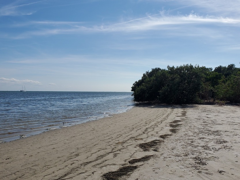 Bush on the seashore