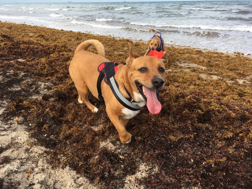 Dogs playing near the sea