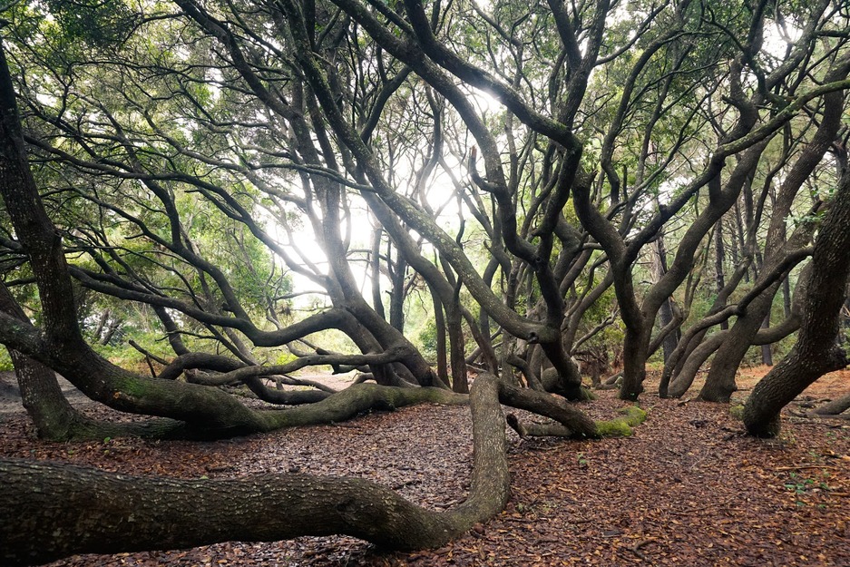 Forest