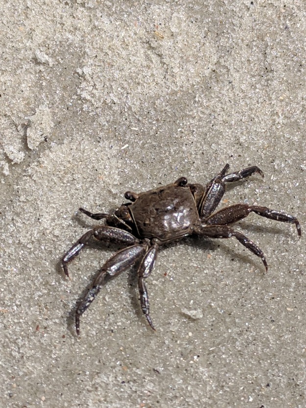 Crab on the sand