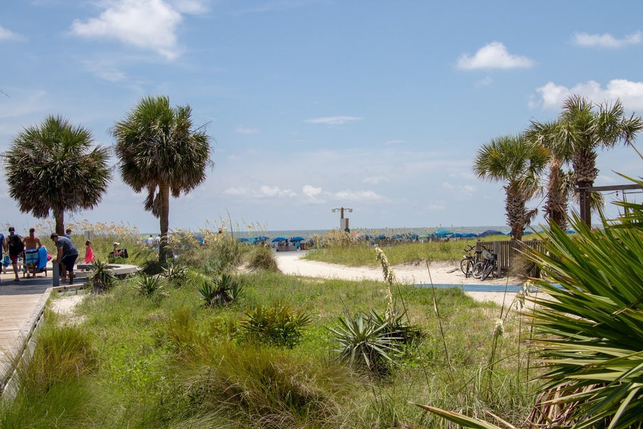 Palms and a grassy area on the seashore