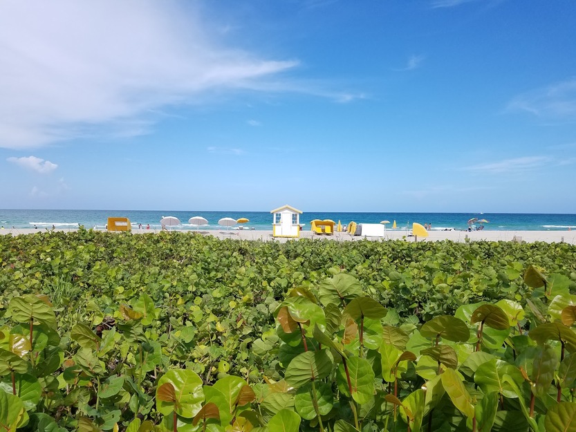 A grassy area near 36th Street Park Beach