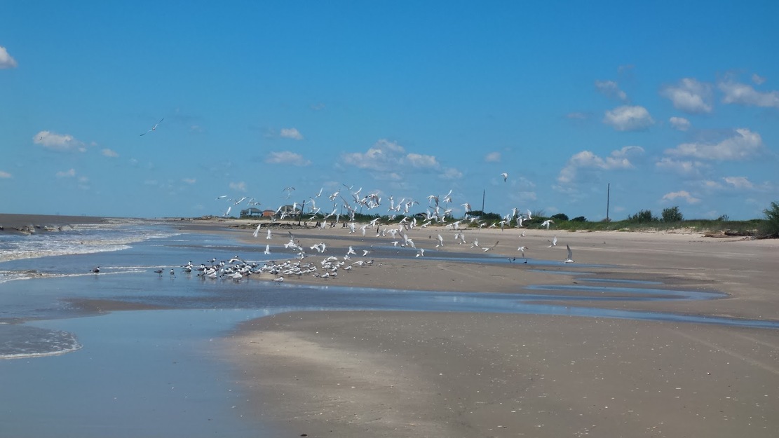 Seagulls on the beach