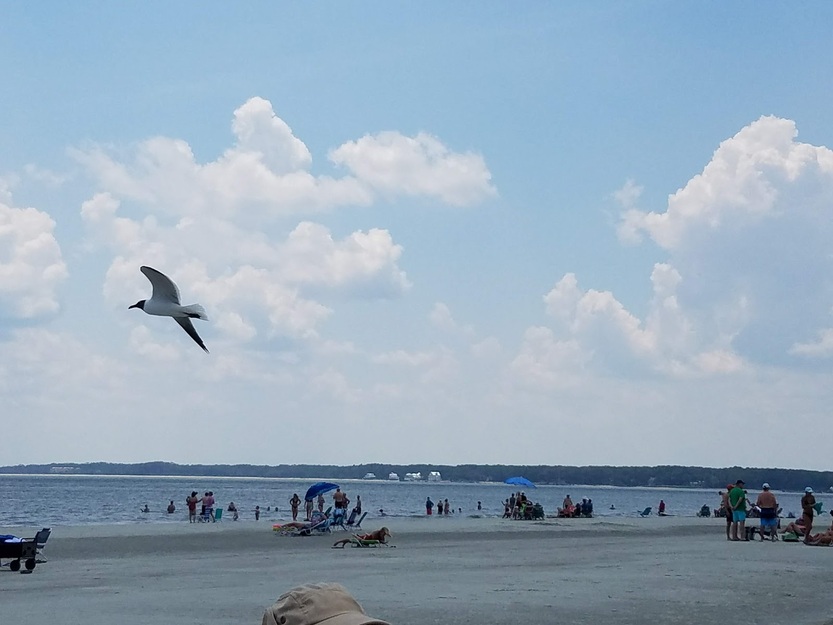 Seagull flying over the beach
