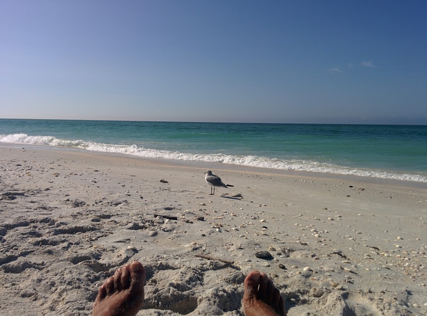 Seagull