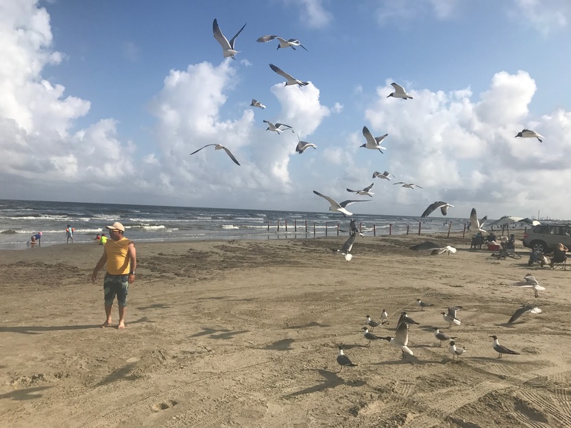 Seagulls on the beach