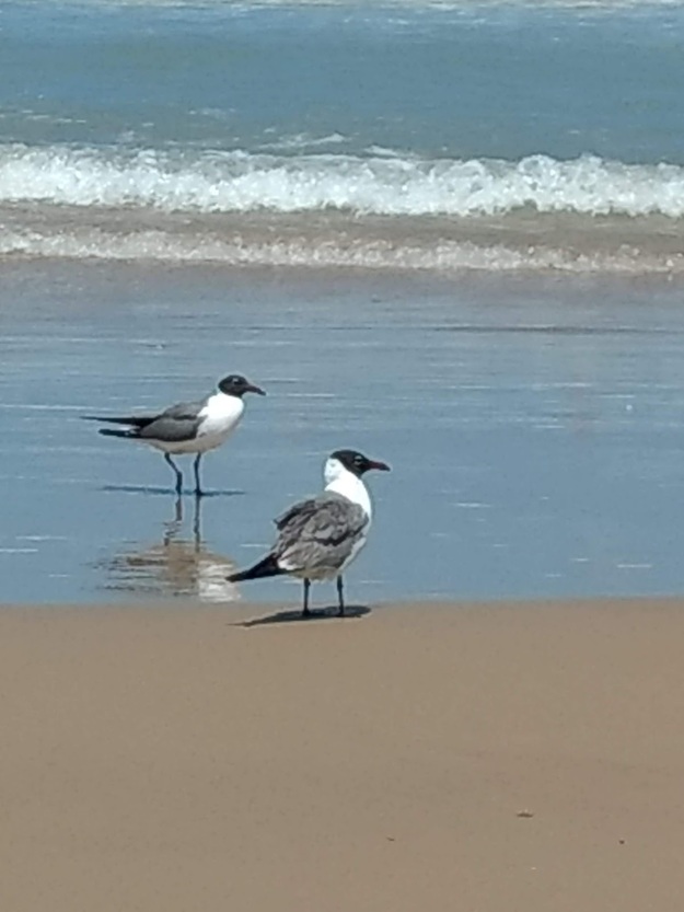 Seagulls