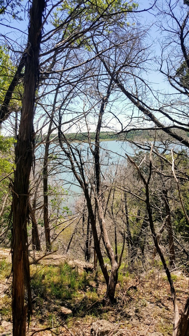 Park trees