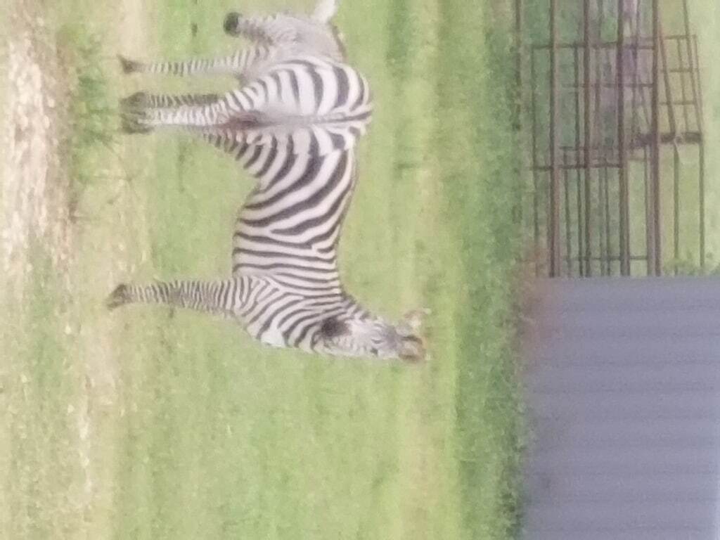Exotic Ranch just an hour east of Houston or a half hour west of Beaumont. photo