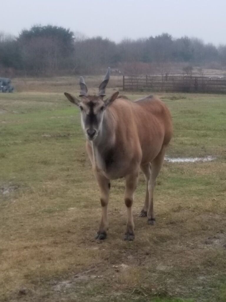 Exotic Ranch just an hour east of Houston or a half hour west of Beaumont. photo