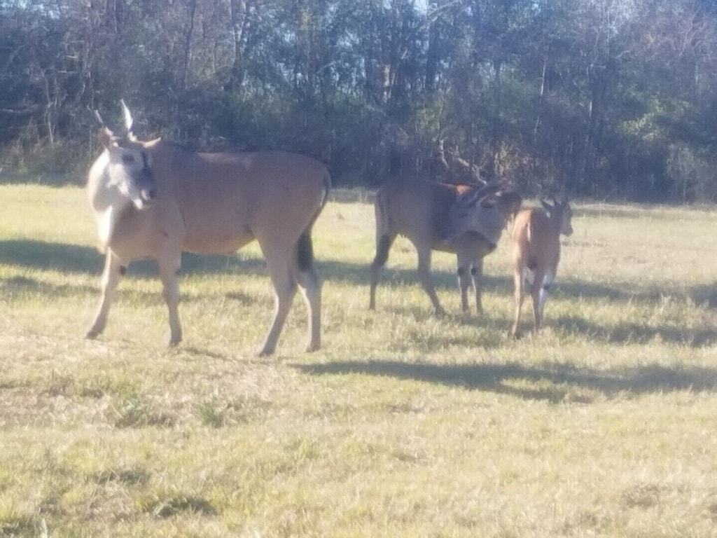 Exotic Ranch just an hour east of Houston or a half hour west of Beaumont. photo