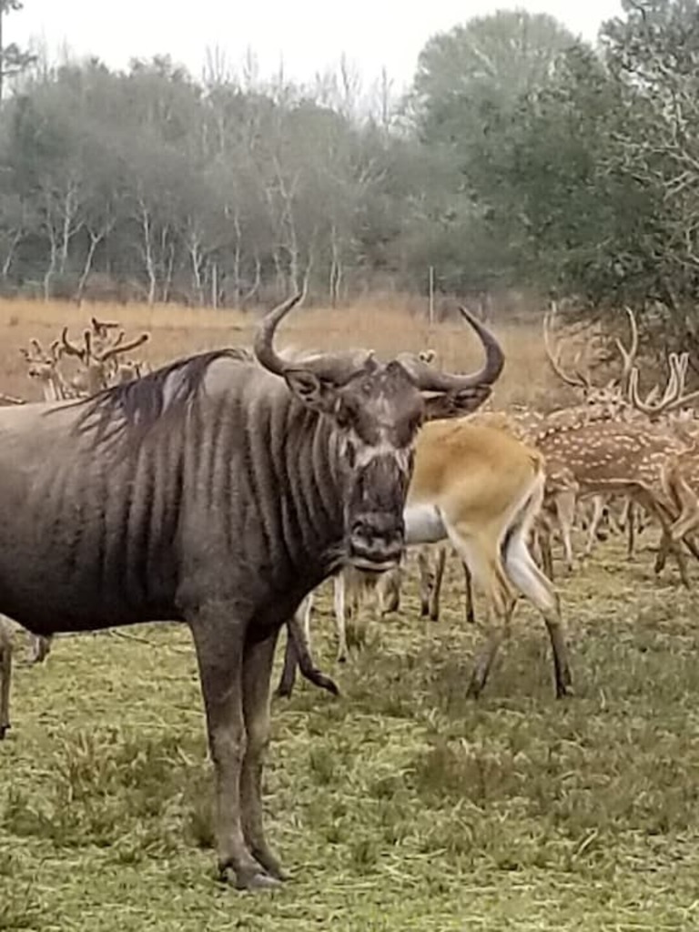 Exotic Ranch just an hour east of Houston or a half hour west of Beaumont. photo