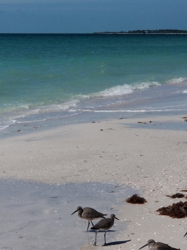 Seagulls on the beach