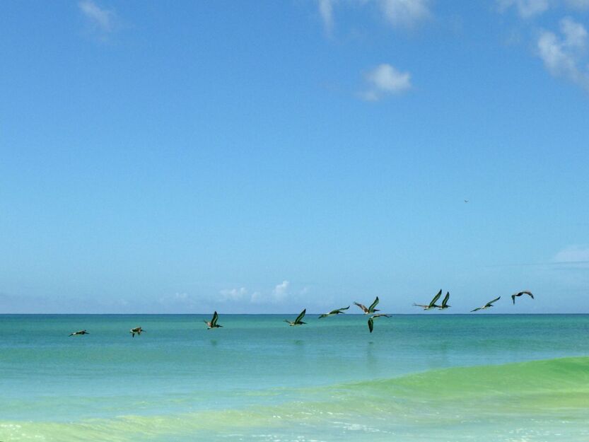Grayton Beach pelicans