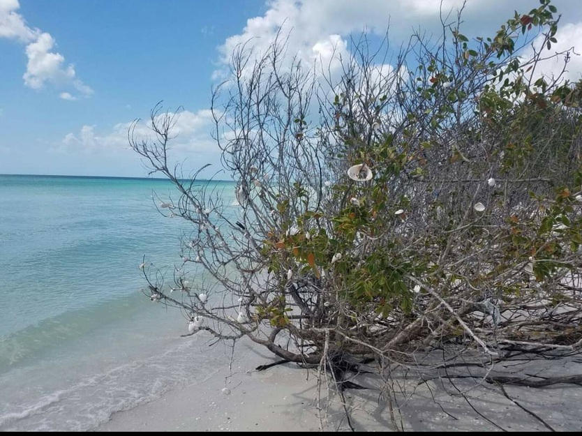 Trees on Tigertail Beach