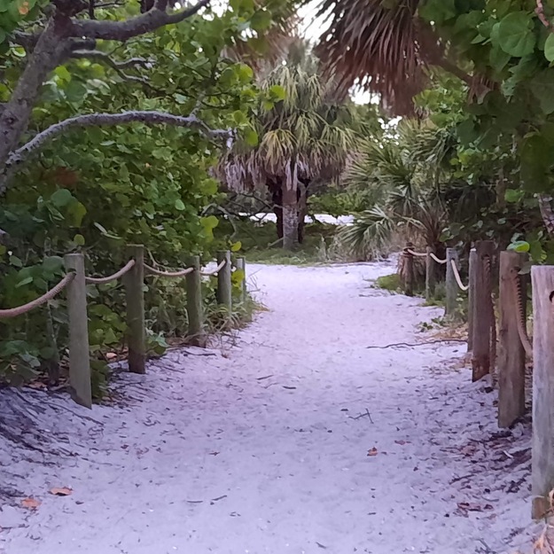 Mangrove forest near Blind Pass Beach